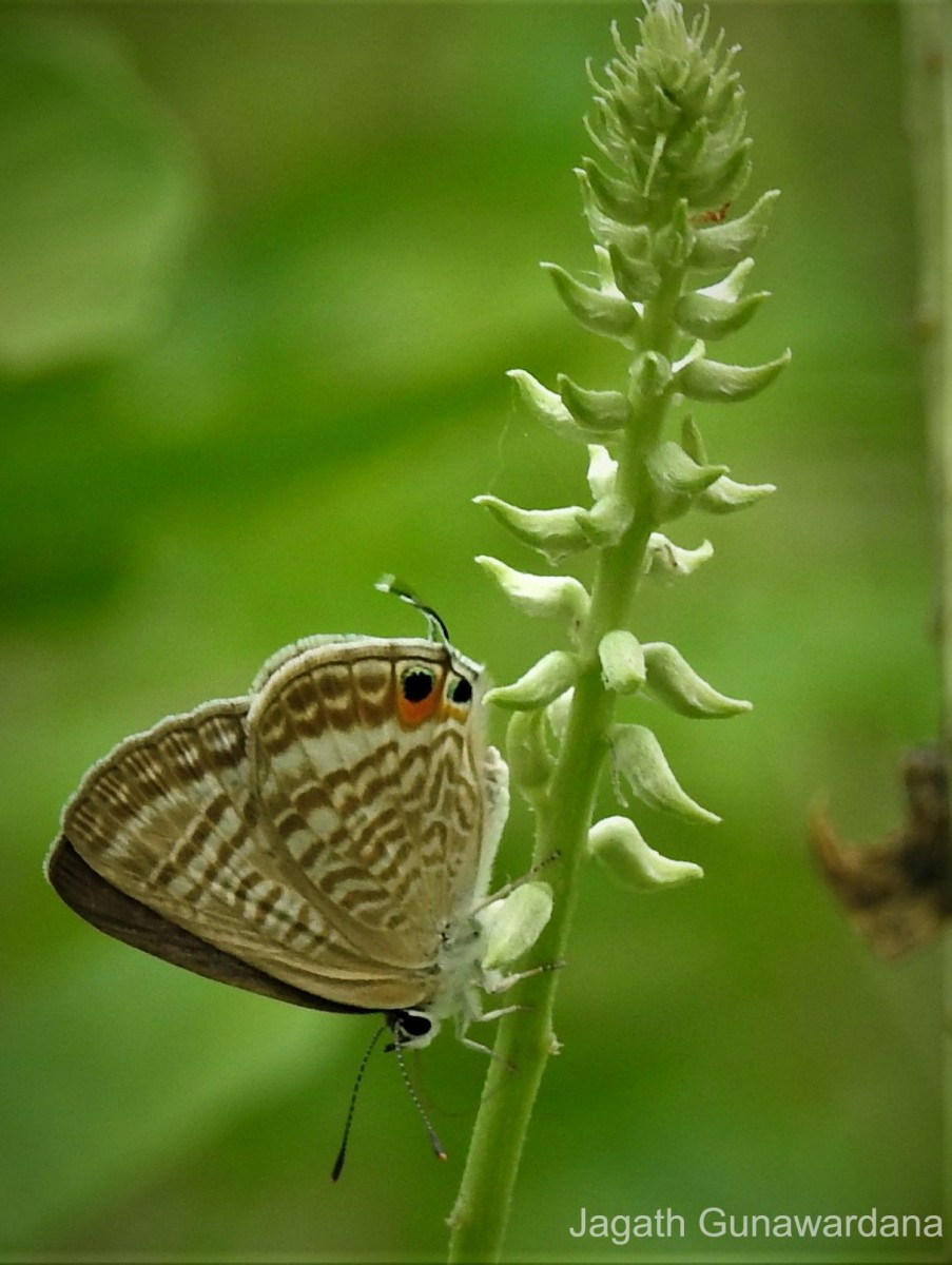 Lampides boeticus Linnaeus, 1767